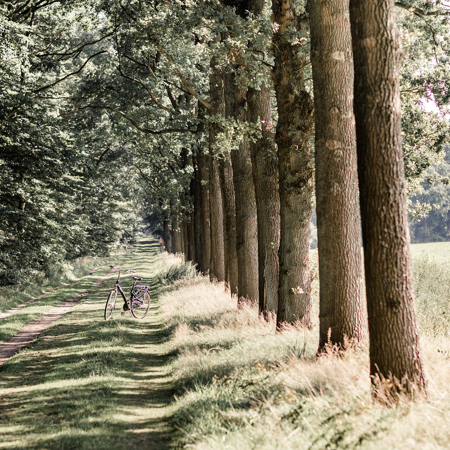 Sprokkelveld bomen PUUR Exloo