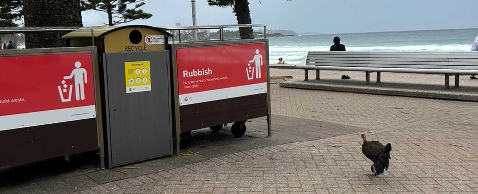 New bin signs to tackle litter | Manly Community Forum