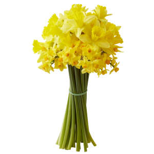Easter British Daffodils