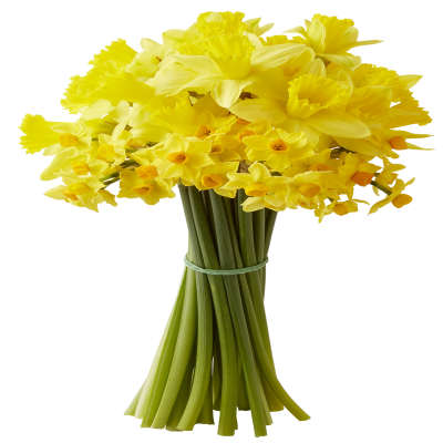 Easter British Daffodils