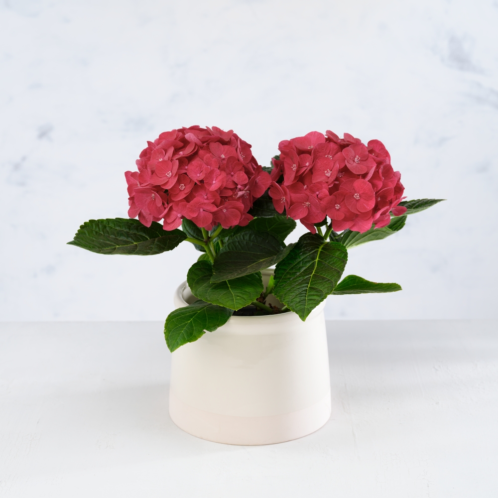 Begonia/Hydrangea Churn planter