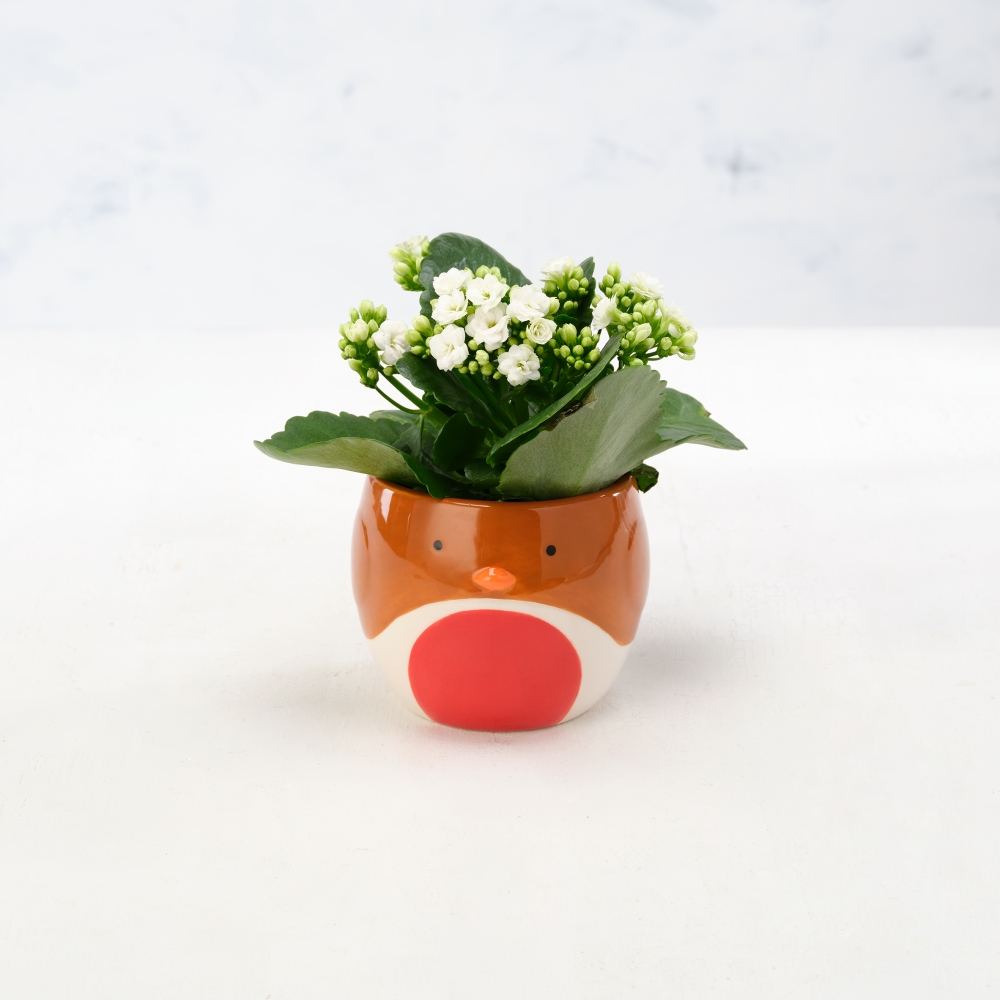 Large Novelty - Robin Klanchoe, Disco Cactus