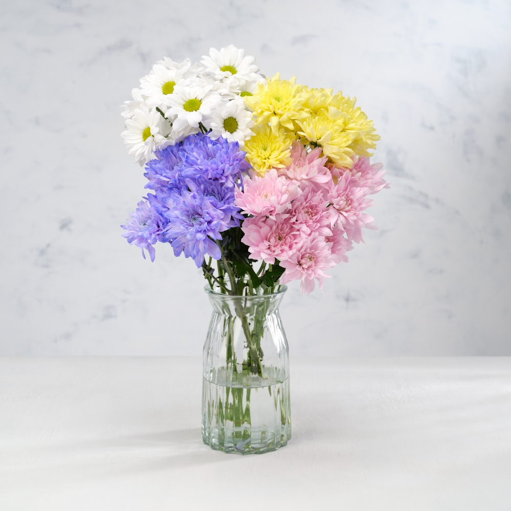 Pastel Chrysanthemum 