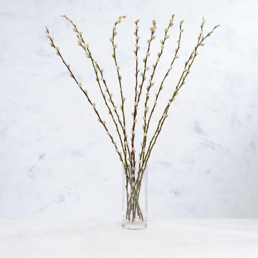 Pussy Willow