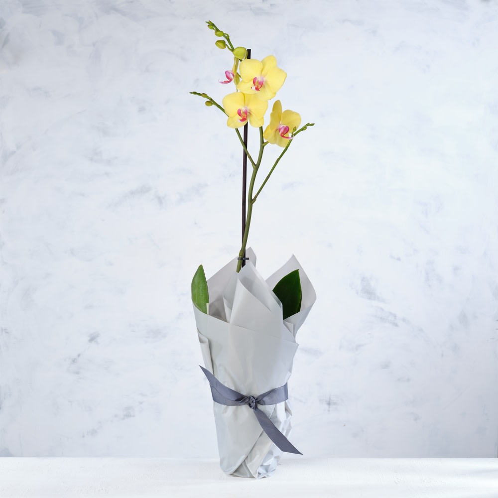 Orchid Gift