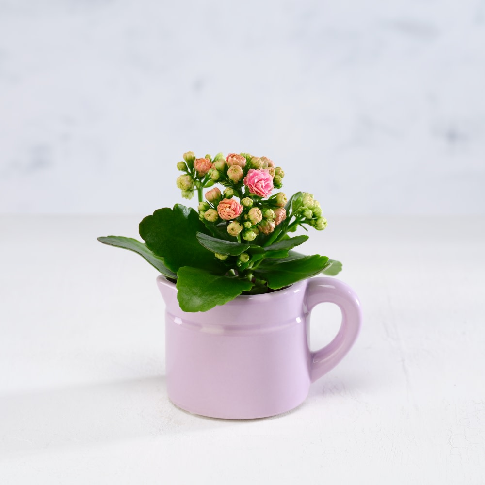 Mini Novelty Kalanchoe