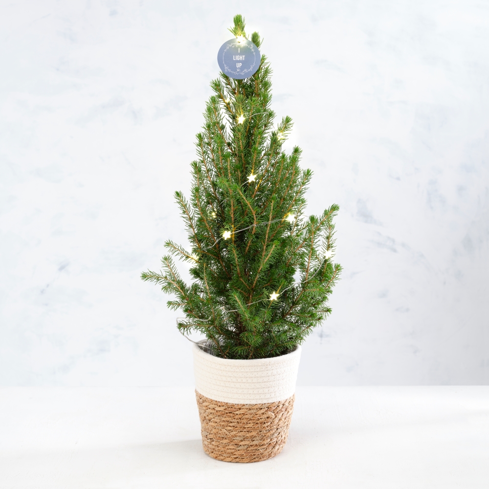 Light Up Christmas Tree