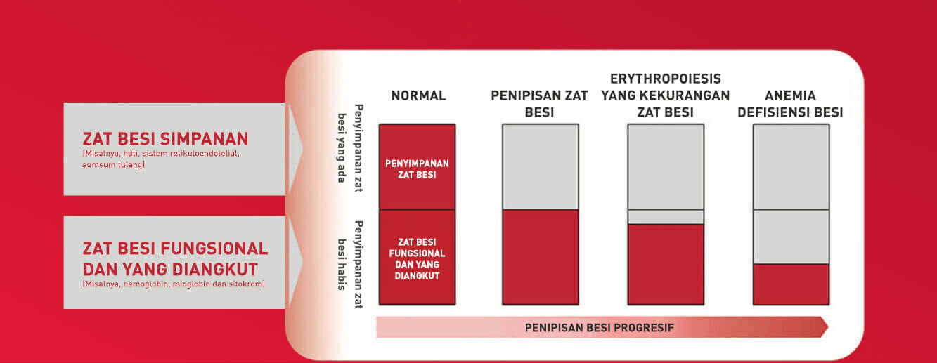 Zat besi simpanan