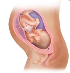 content_image_32weeks-zh-hant-hk