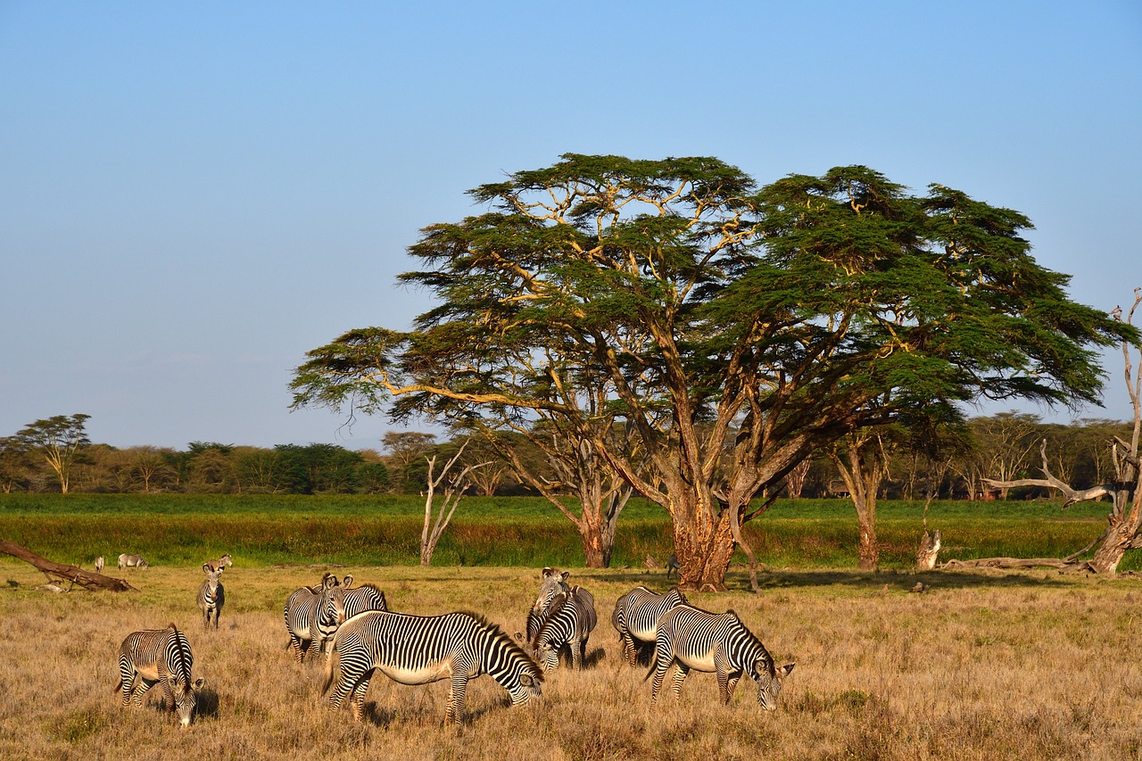 pixabay-xiserge-grevys-zebras.jpg