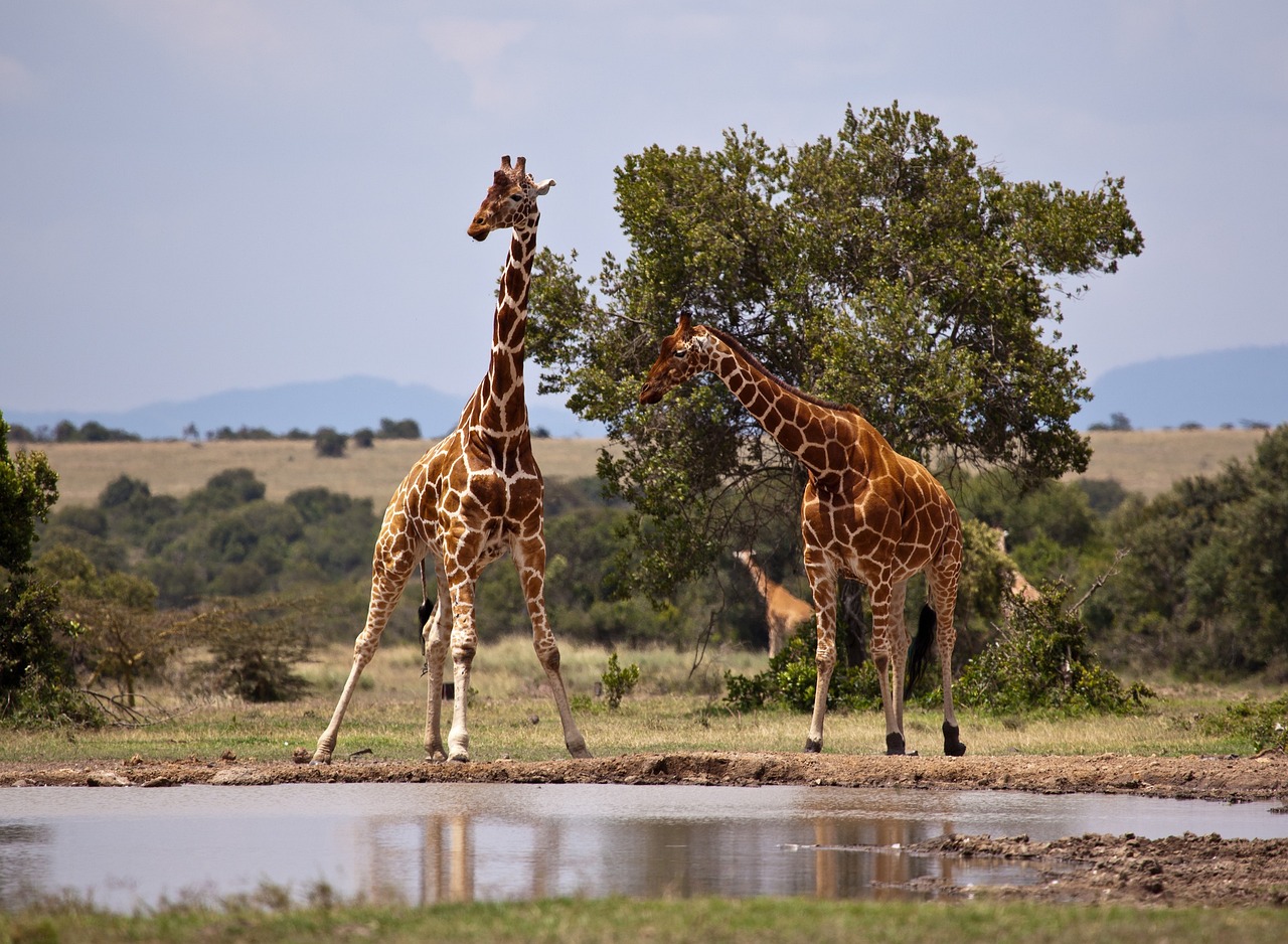Ol Pejeta Animals: A Close Look At Majestic Roaming Royalty