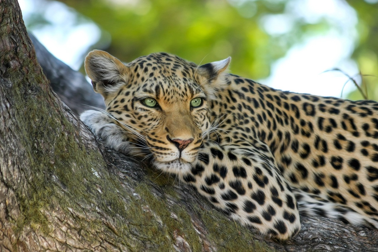 Ol Pejeta Animals: A Close Look At Majestic Roaming Royalty