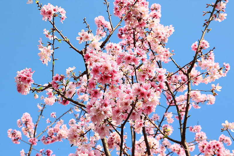 陽明山花季的櫻花