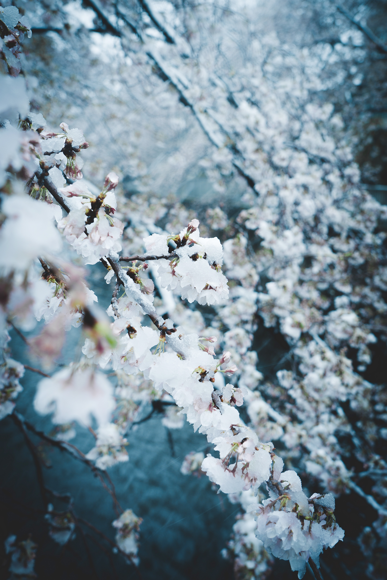 Rare Snow Falls On Cherry Blossoms In Japan - Klook Travel Blog