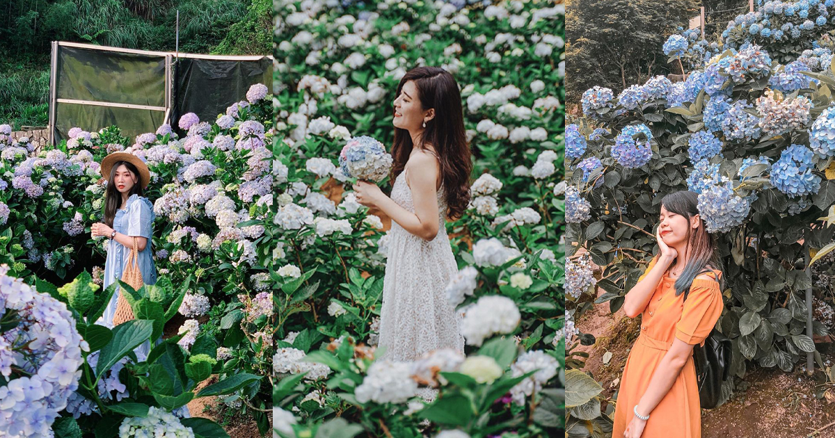 Hd限定万里花季