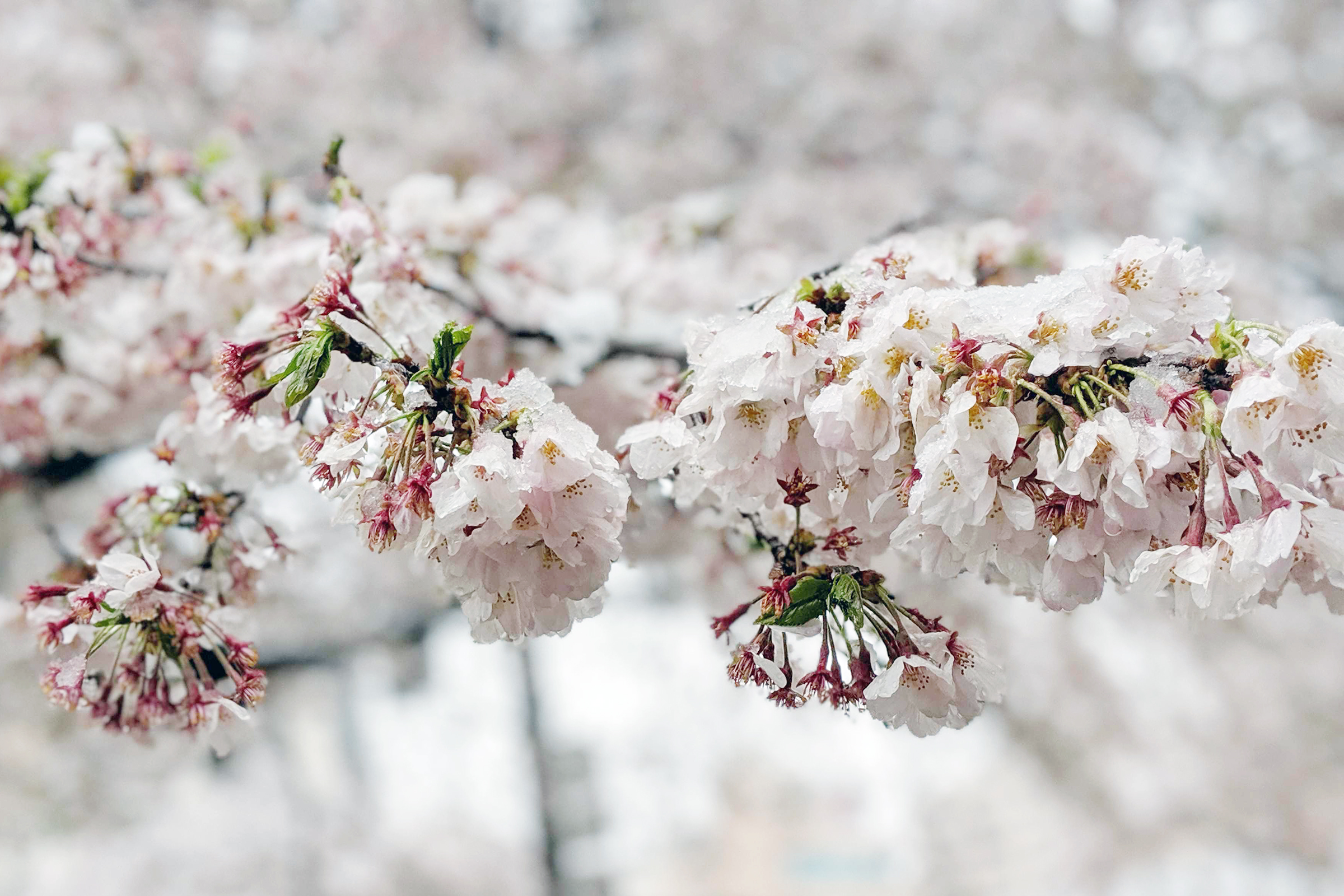 Rare Snow Falls On Cherry Blossoms In Japan - Klook Travel Blog