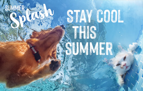 Download Pet Supplies At Zooplus Online Pet Shop Pet Food Pet Accessories For iPhone Free Wallpaper Pet Supplies At Zooplus Online Pet Shop Pet Food Pet Accessories For iPhone