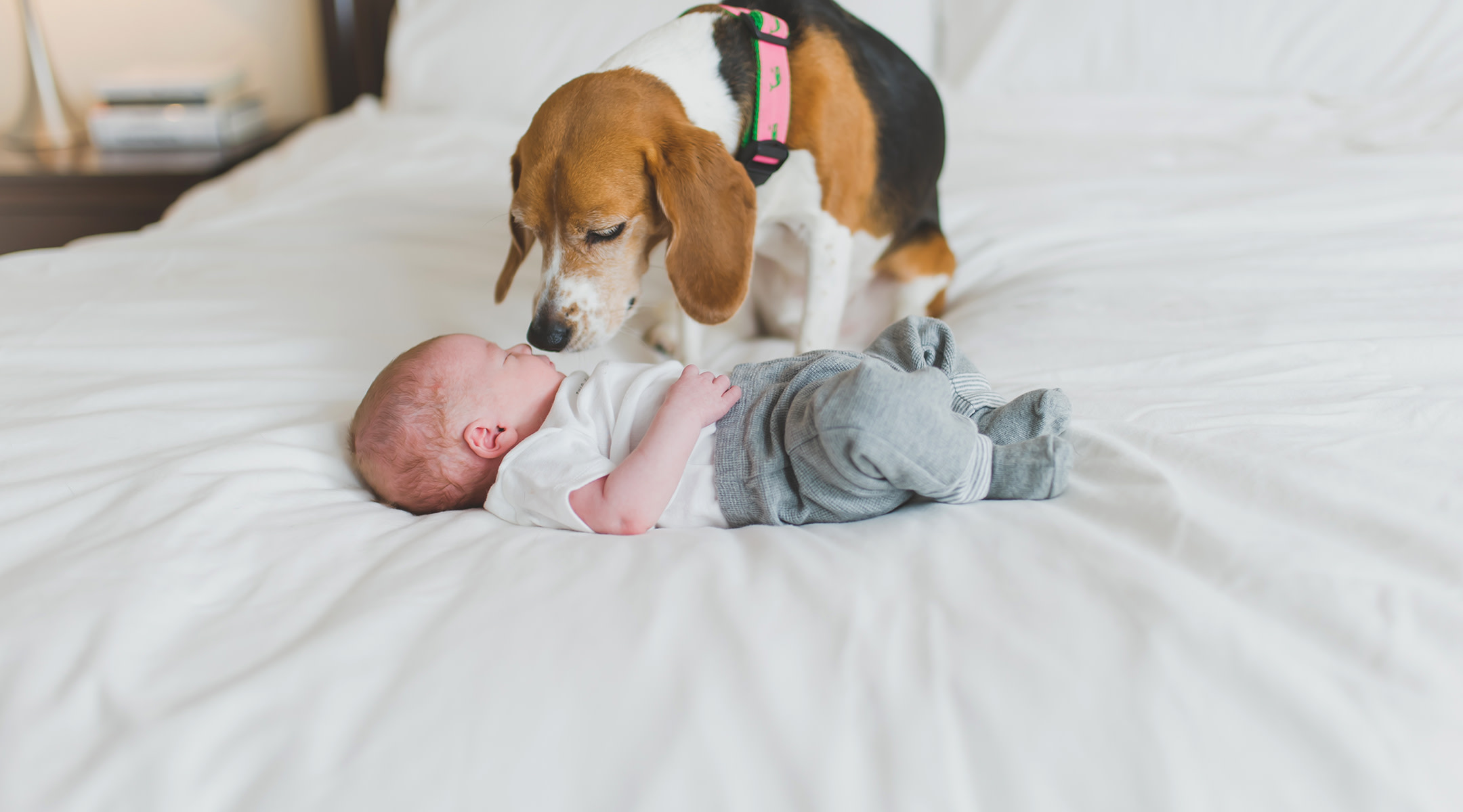 beagle dog sniffing newborn baby on bed