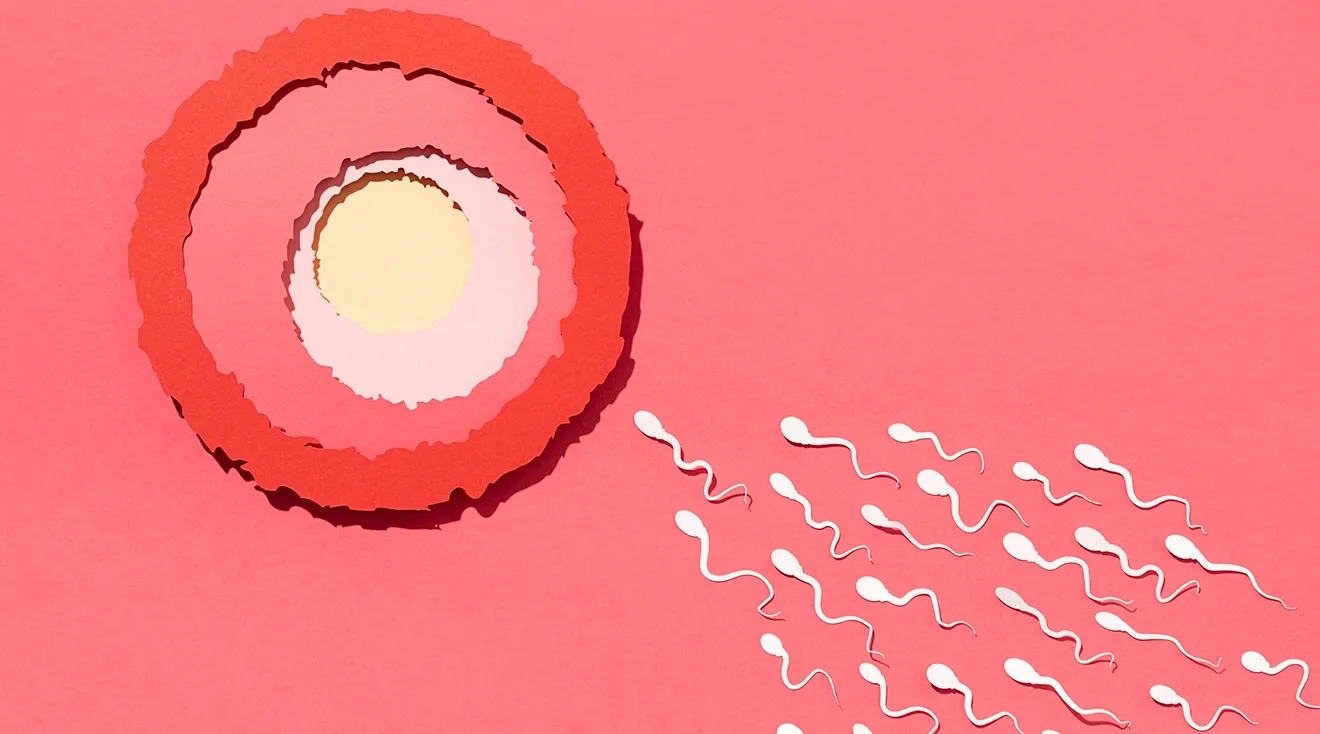 illustration of sperm moving towards egg