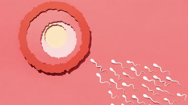 illustration of sperm moving towards egg