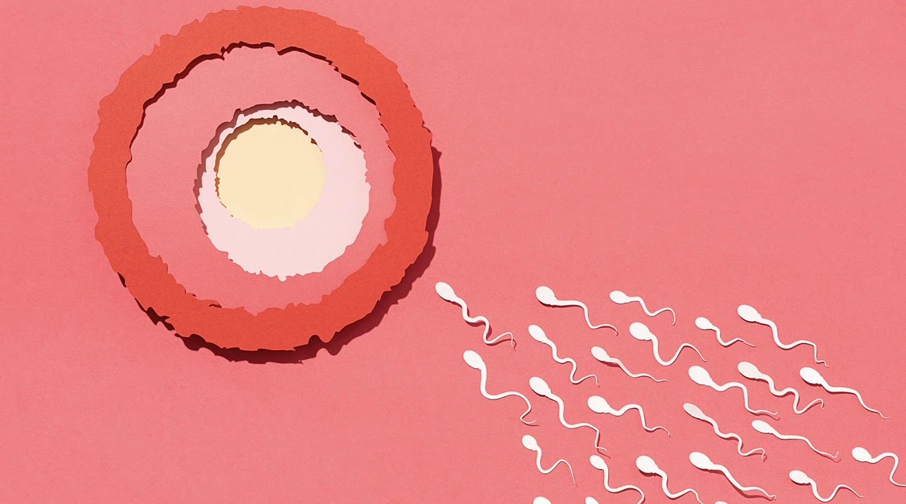 illustration of sperm moving towards egg