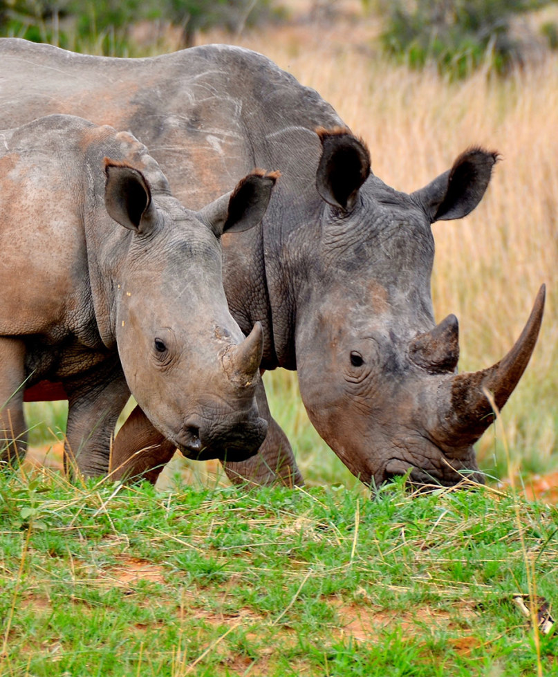 The Internet Calls Out Mom Shamers in Viral Photo of Nursing Rhino