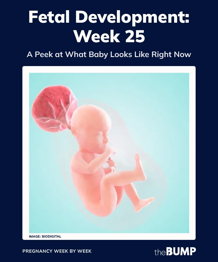 25 week fetus