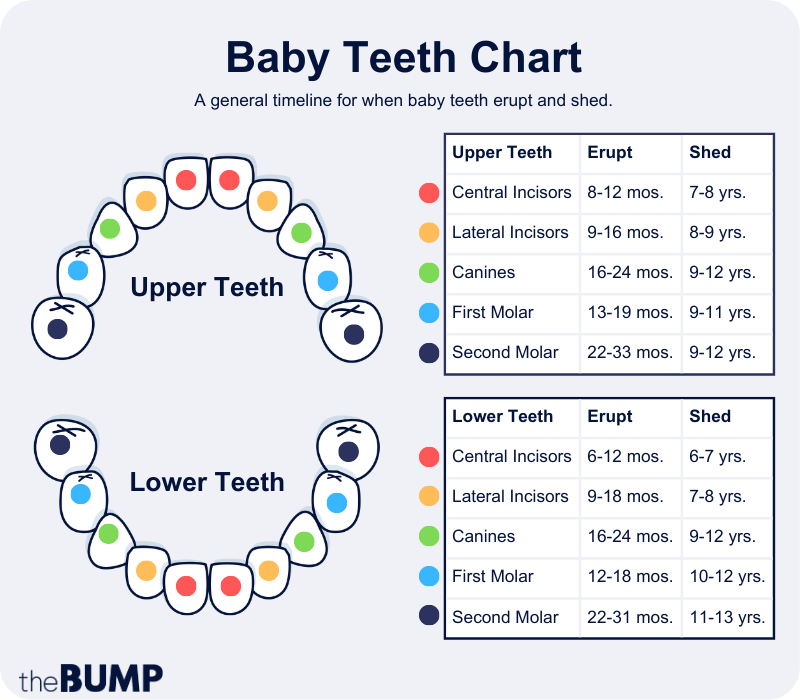 Baby Teeth Chart A Full Teething Timeline Pampers 49 OFF   Baby Teeth Chart Graphic 