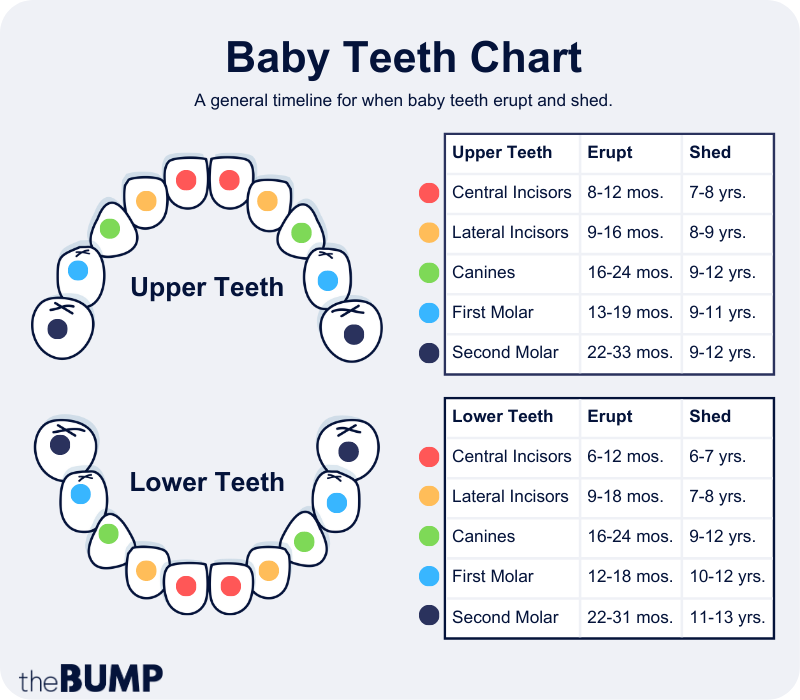 When Do Baby Teeth Start Falling Out?