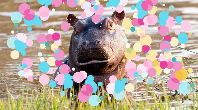 hippo in nature with confetti surrounding it