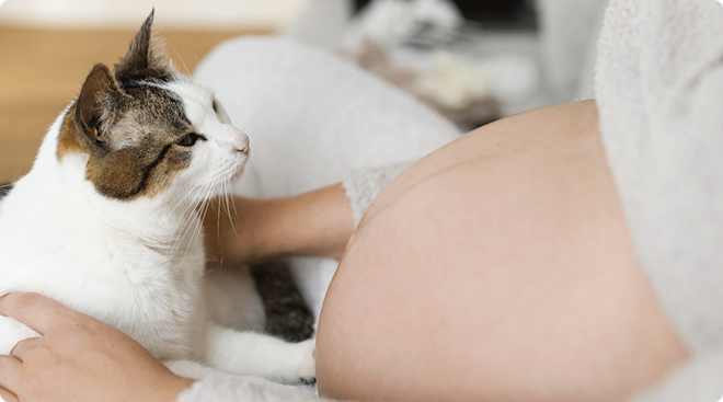 cat and pregnant belly