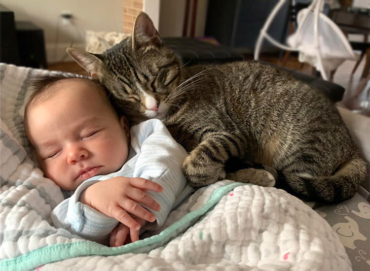 new baby and cats