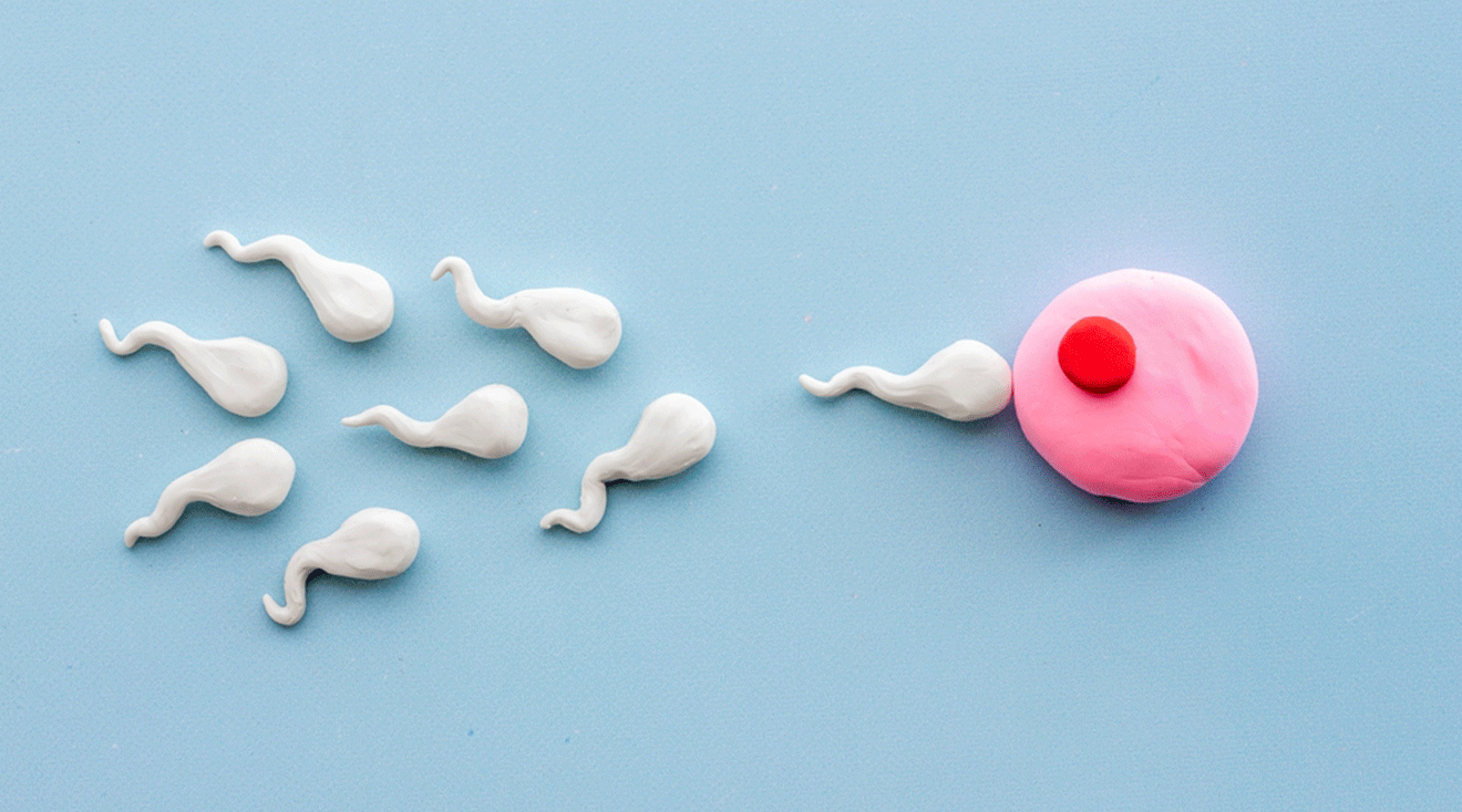 concept of egg fertilization