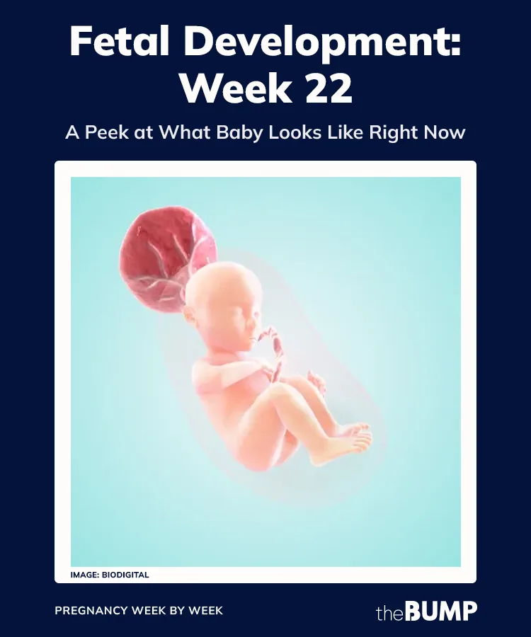 22 week fetal development