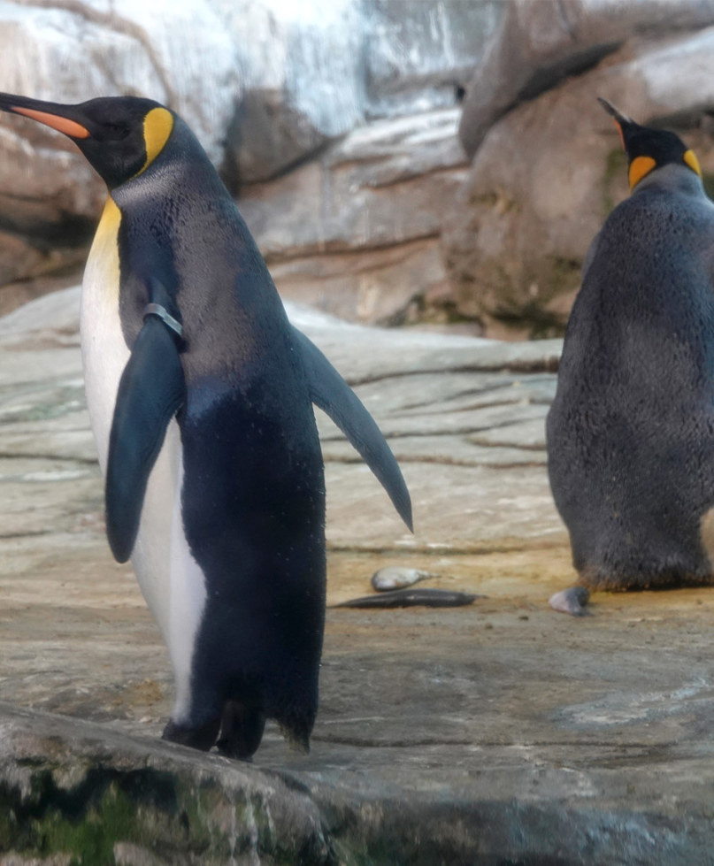 Two Male Penguins Co-Parent Abandoned Egg at Berlin Zoo