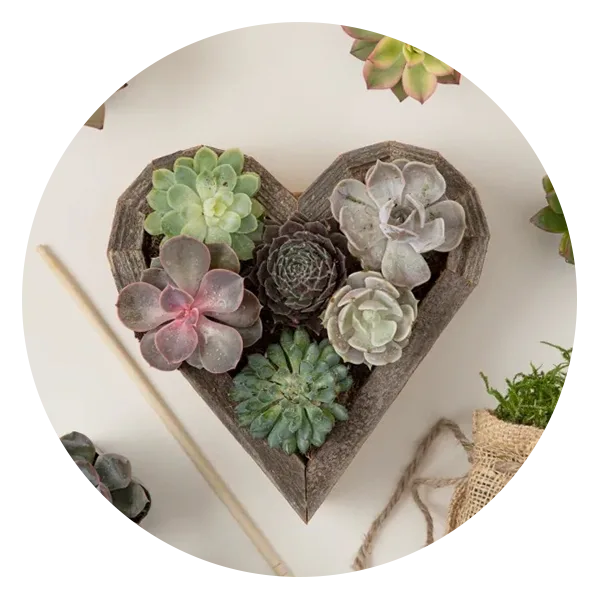 Uncommon Goods Redwood Succulent Heart Kit