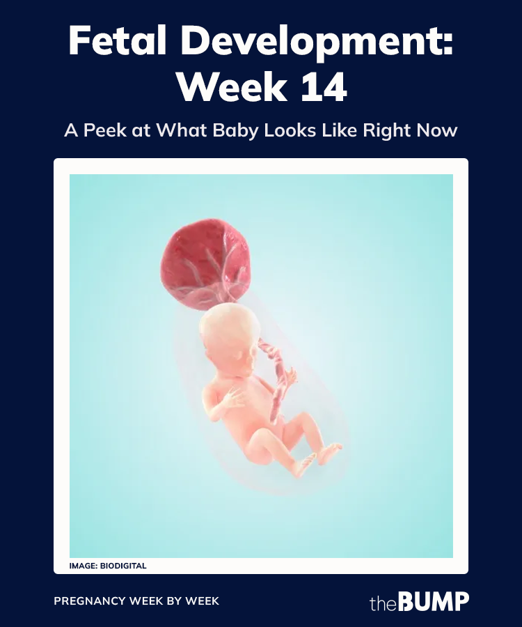 14 weeks pregnant