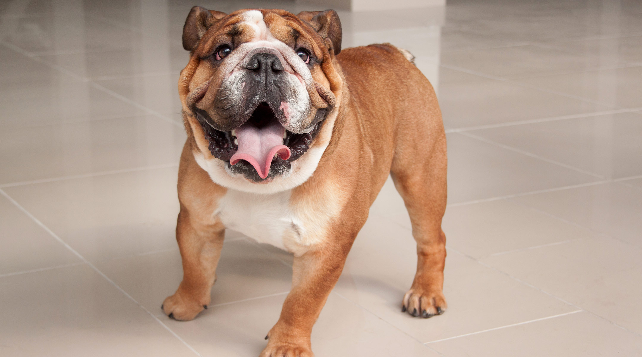 Family’s Bulldog Needs Surgery to Remove 19 Pacifiers from Stomach