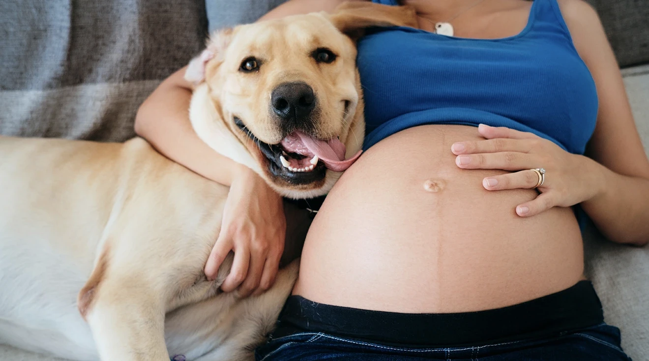 happy dog leaning on pregnant woman's belly while sitting on couch at home