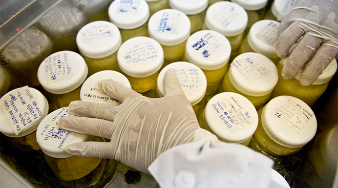 gloved hand touching glass jars of breast milk in a lab setting