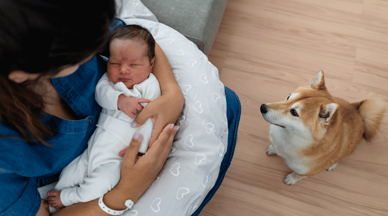 dog looking at newborn baby in mother's arms