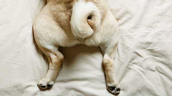 close up of pug's tail and lower legs on bed