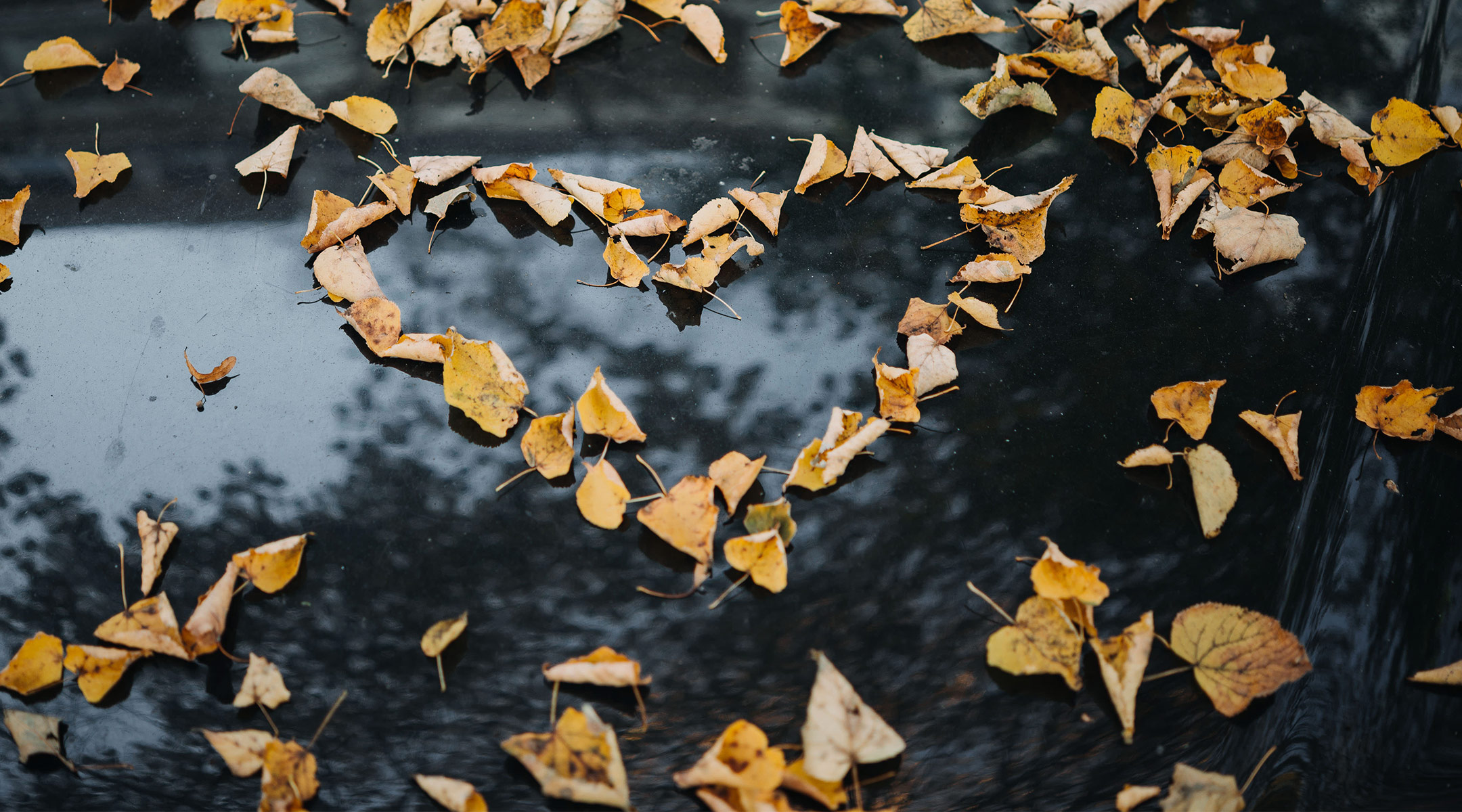 fall leaves on the ground in the shape of a heart