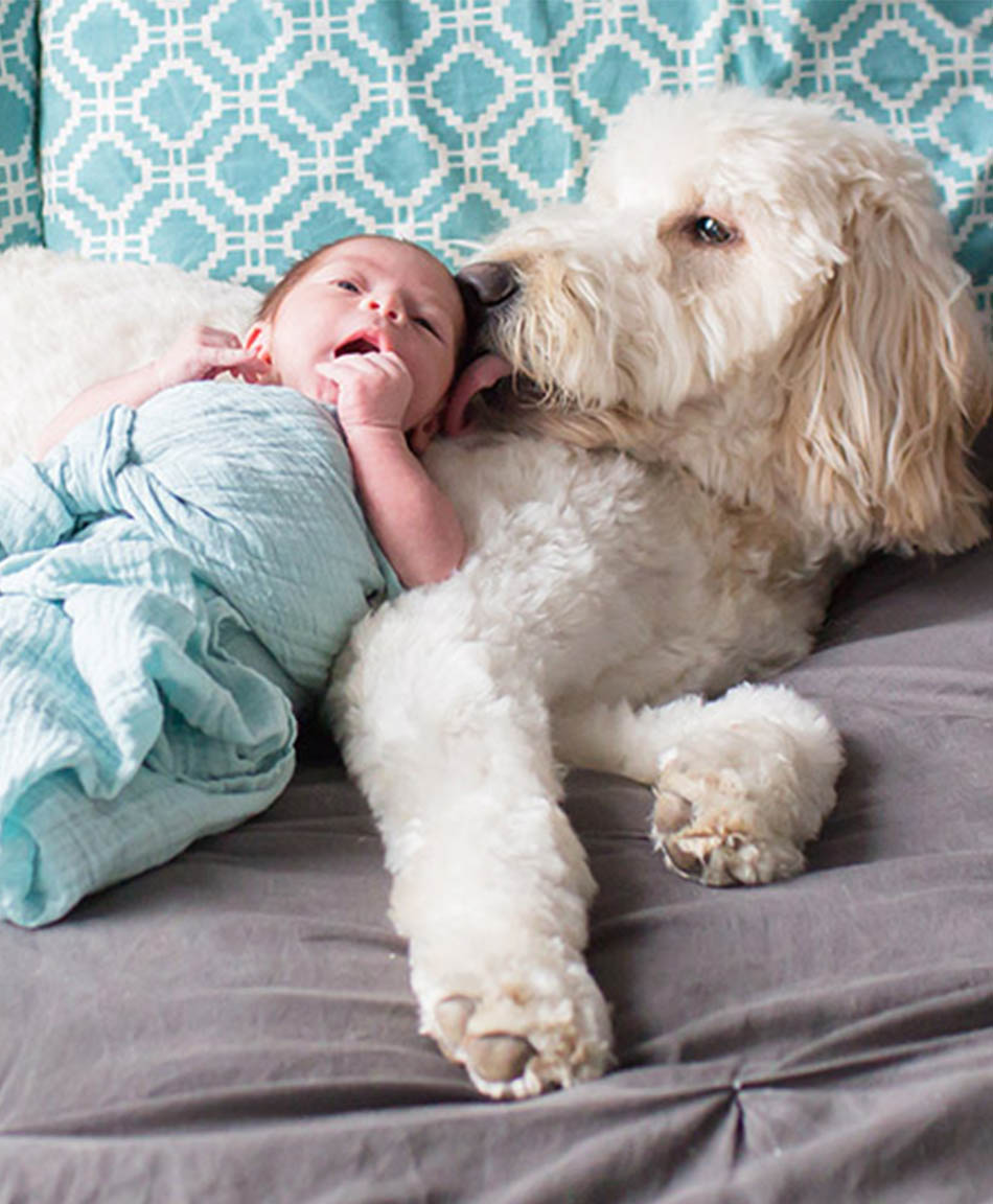 Best dogs to have best sale with babies