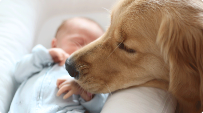 dog sniffing newborn baby