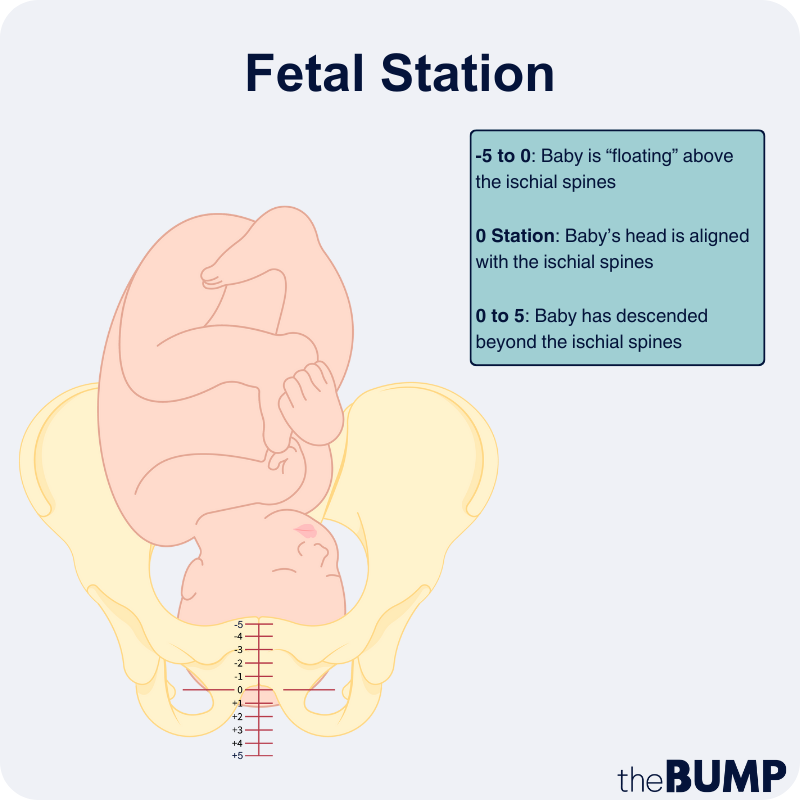 Fetal Station: Definition, Chart and More