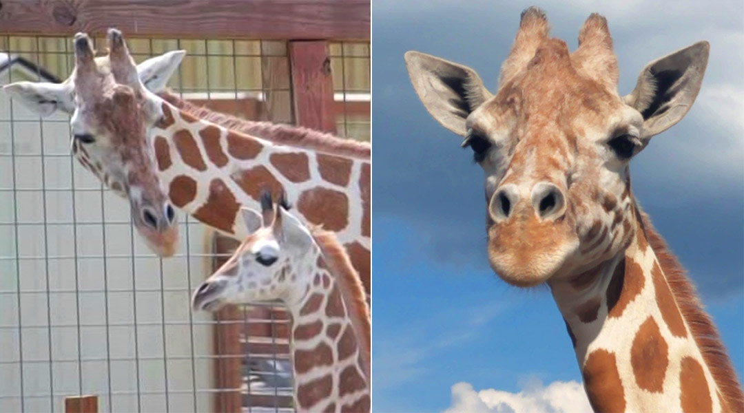 april the giraffe is pregnant for the second time