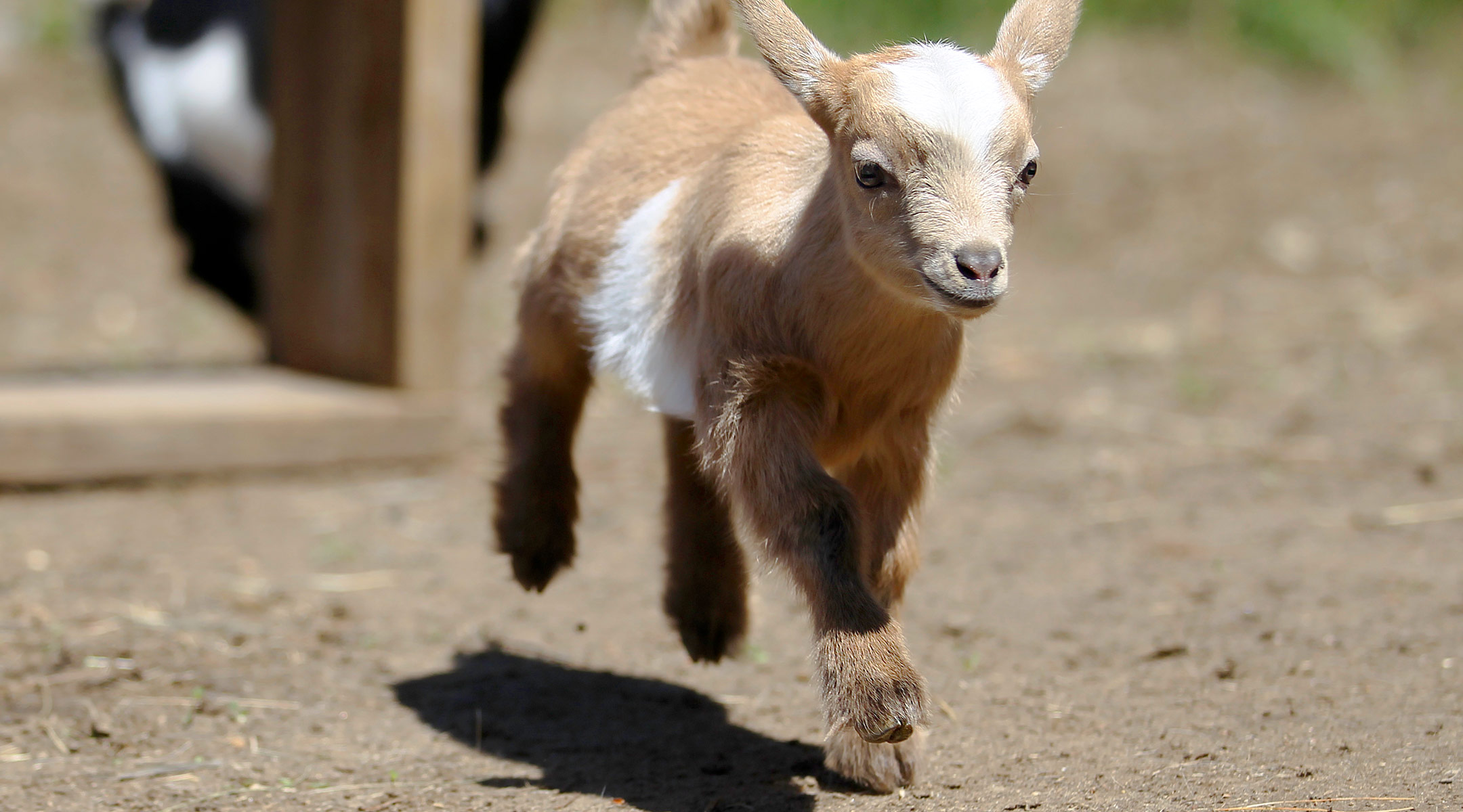 baby goat running on a farm
