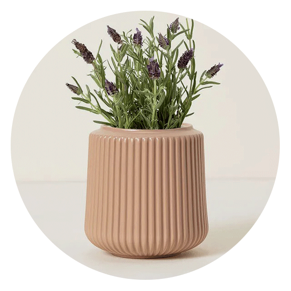 Uncommon Goods Self-Watering Lavender Grow Kit 