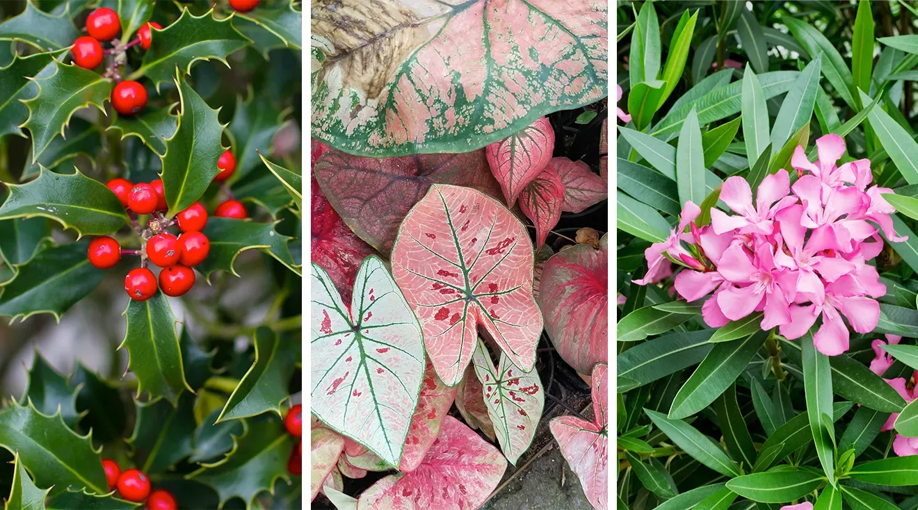 poisonous plants for kids